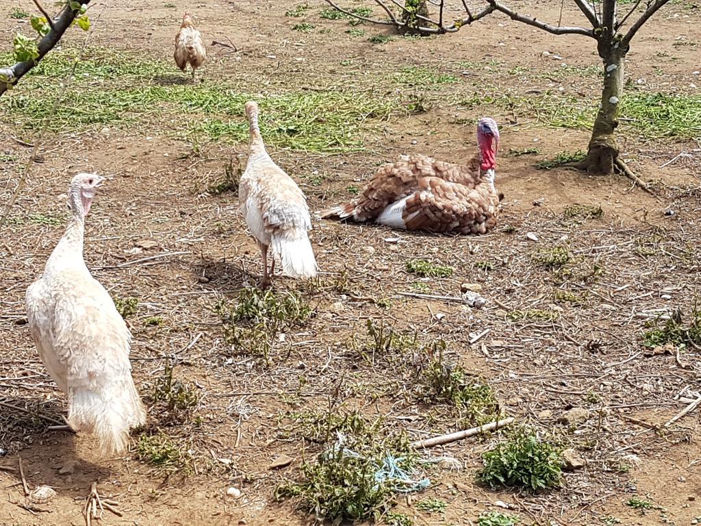 Quinta Rico Βίλα Quatro Ribeiras Εξωτερικό φωτογραφία